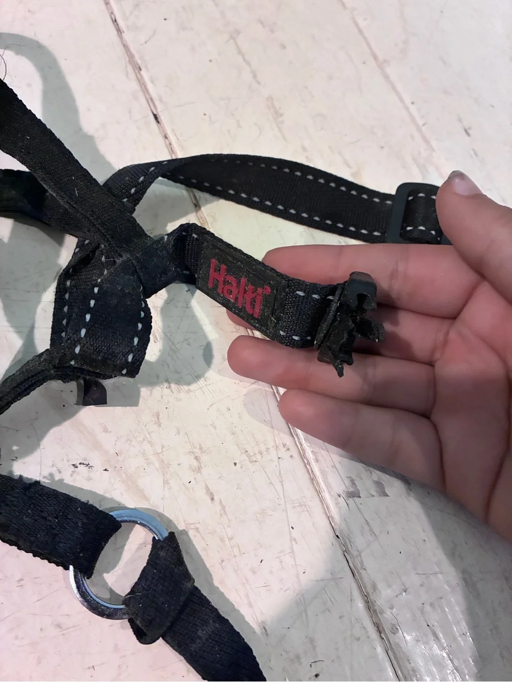 Halti headcollar stop